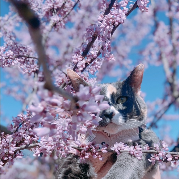 Meet your Posher, Lou - Picture 1 of 1